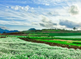 Tour Du Lịch Hè Mộc Châu tham quan, sống ảo cùng bạn bè du lich moc chau