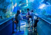Hành trình khám phá thế giới đại dương tại thủy cung Aquaria KLCC Malaysia